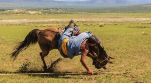 Tierhalterhaftung –  Sturz von Pferd – Schadensersatz