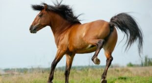 Tierhalterhaftung – Schadensersatz und Schmerzensgeld bei Tritt durch Pferd