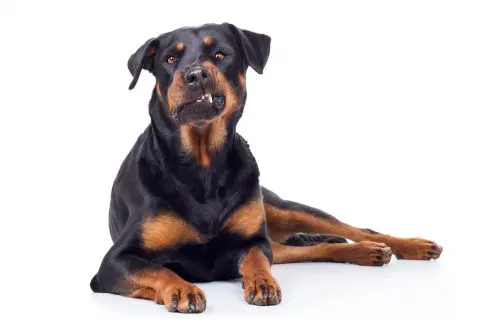 Tierhalterhaftung - Anwesenheit Rottweiler in einer Entfernung von mehreren Metern