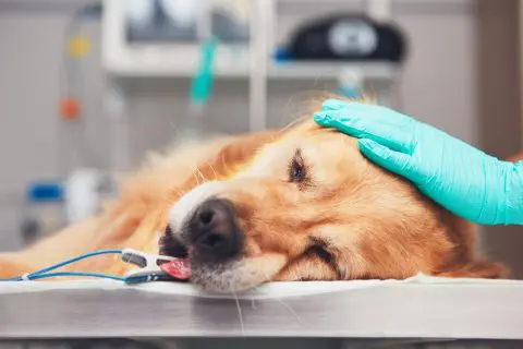 Tierarzt - Behandlungsfehler bei Operation an Hund