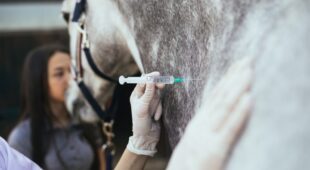 Tierarzthaftung – Tod eines Pferdes nach groben Befunderhebungsfehler