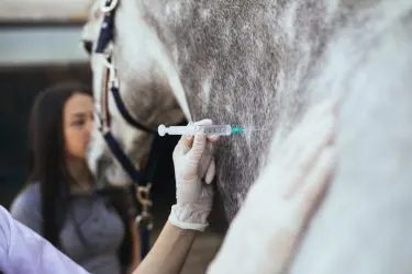 Tierarzthaftung – Tod eines Pferdes nach groben Befunderhebungsfehler
