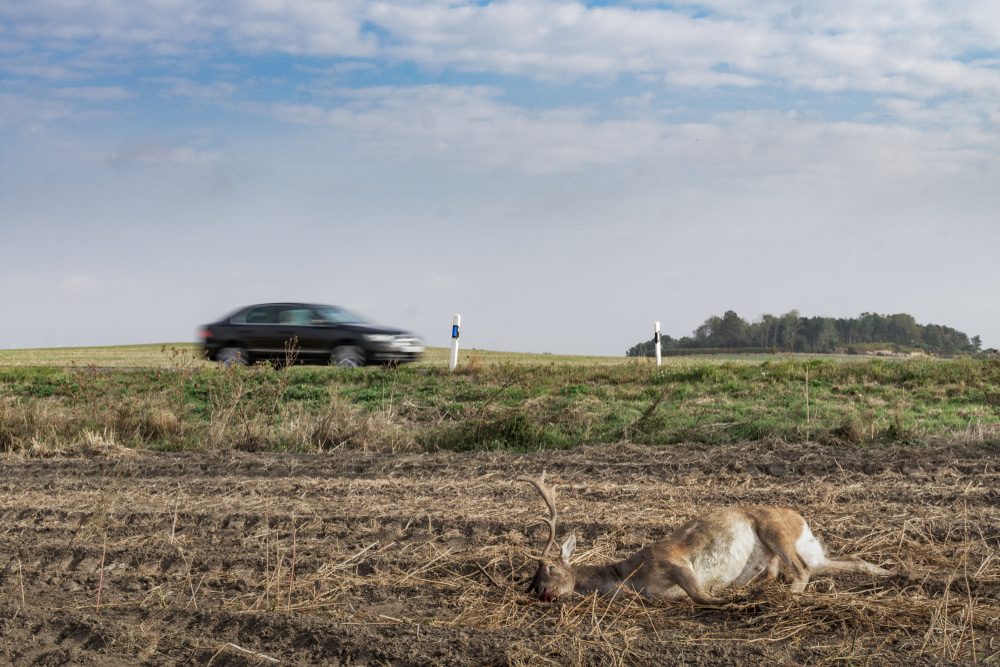 Verkehrsunfall - Wildunfall auf Landstraße - hochgeschleudertes Damwild