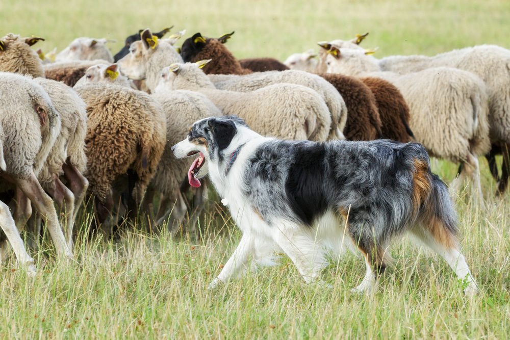 Tierhalterhaftung für Herdenschutzhunde