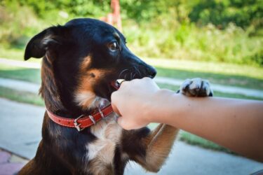Schadensersatz bei Hundebissverletzung bei Anfassen eines unbeaufsichtigten Hundes