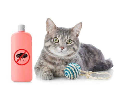 Flohbefall nach Betreuung einer Katze – Schadensersatzanspruch gegenüber Betreuer
