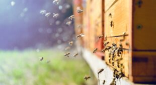 Haltung von Bienenvölkern auf Nachbargrundstück – Unterlassungsanspruch