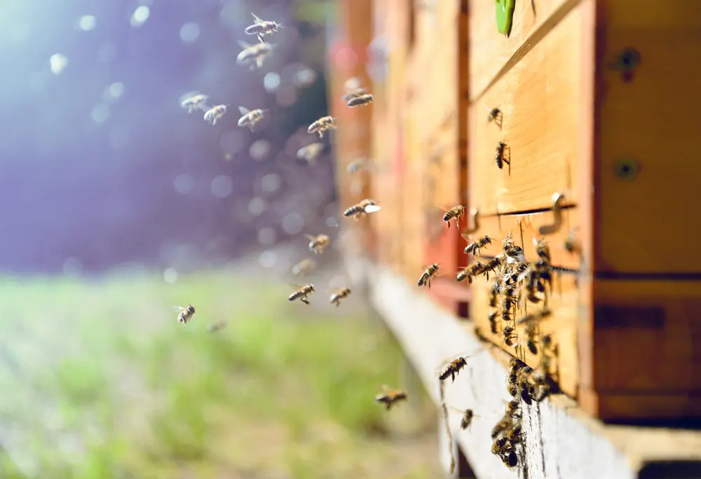 Haltung von Bienenvölkern auf Nachbargrundstück – Unterlassungsanspruch