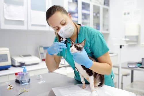 Katze Untersuchung beim Tierarzt