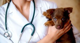 Tierkaufvertrag: Parvovirose infizierten Welpen – Schadensersatz