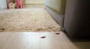 Unwirksamer Gewährleistungssauschluss bei Hausverkauf – Verschweigen eines Schädlingsbefalls