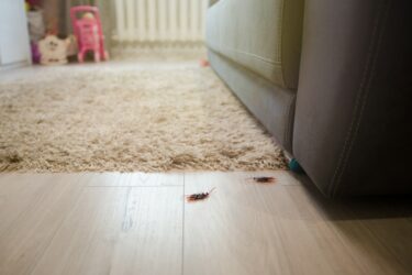 Unwirksamer Gewährleistungssauschluss bei Hausverkauf – Verschweigen eines Schädlingsbefalls
