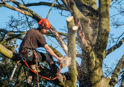 Überhängende Äste dürften abgeschnitten werden auch wenn der Baum abstirbt