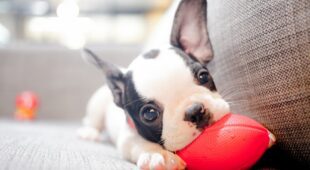 Kaufvertrag über Hundewelpen – Minderungsrecht bei Gendefekt bei Gefahrübergang