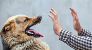 Hundebiss – Schadensersatz- und Schmerzensgeld