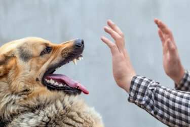 Hundebiss – Schadensersatz- und Schmerzensgeld