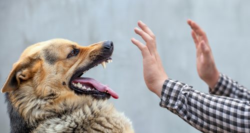Hundebiss - Schadensersatz- und Schmerzensgeld