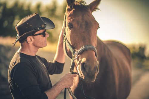 Pferdekaufvertrag - Pferd als gebrauchte Sache