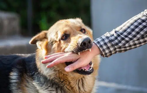 Hundebissverletzung - Schmerzensgeld bei einer Handgelenksverletzung mit Dauerschaden