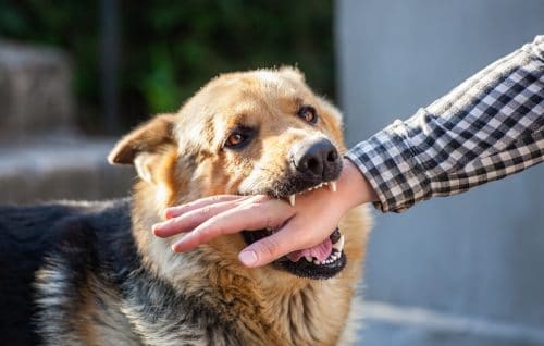 Hundebissverletzung - Schmerzensgeld bei einer Handgelenksverletzung mit Dauerschaden