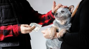 Rücktritt vom Hundekaufvertrag wegen Gesundheitsverschlechterung