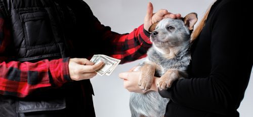 Rücktritt vom Hundekaufvertrag wegen Gesundheitsverschlechterung