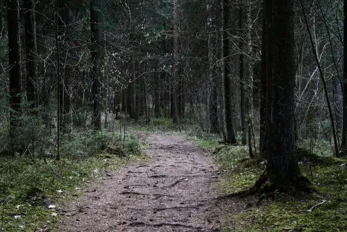 Waldbesitzerhaftung aufgrund einer Verletzung durch einen herunterstürzenden Ast