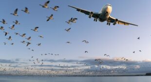 Ausgleichsanspruch Fluggast – Verspätung nach Vogelschlag