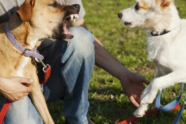 Halterhaftung – Bissverletzung Hund bei Hundekampf