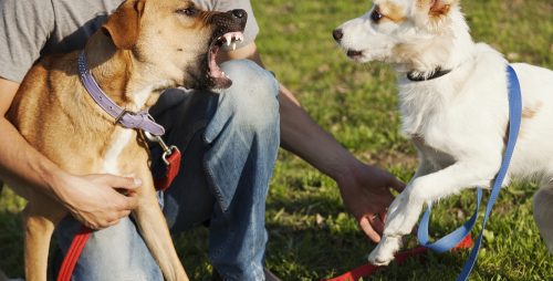 Halterhaftung - Bissverletzung Hund bei Hundekampf