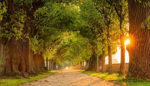 Verkehrssicherungspflicht für Baum im öffentlichen Verkehrsraum