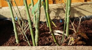 Grundstückskaufvertrag – Bildung von Rhizomen bei Bambus