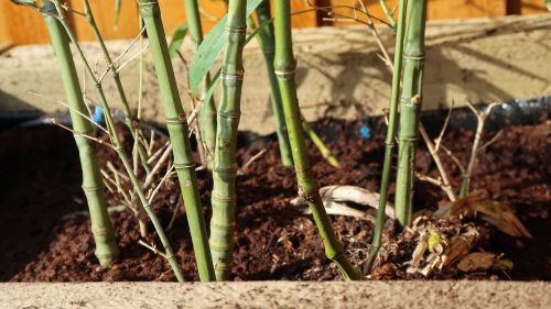 Grundstückskaufvertrag - Bildung von Rhizomen bei Bambus
