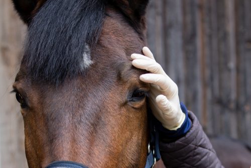 Pferdekaufvertrag Rückabwicklung - Anspruch auf Aufwendungserstattung