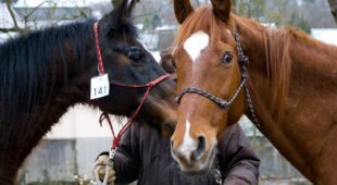 Pferdkaufvertrag – Rücktritt wegen Mangelhaftigkeit