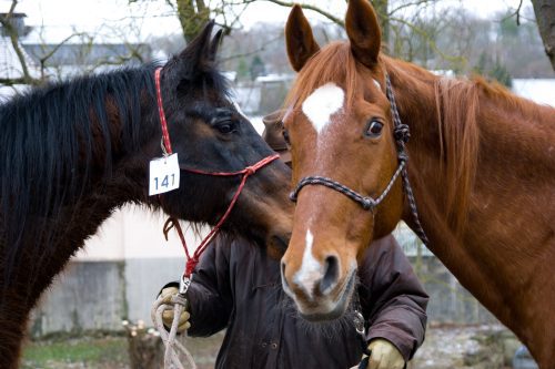 Pferdkaufvertrag - Rücktritt wegen Mangelhaftigkeit