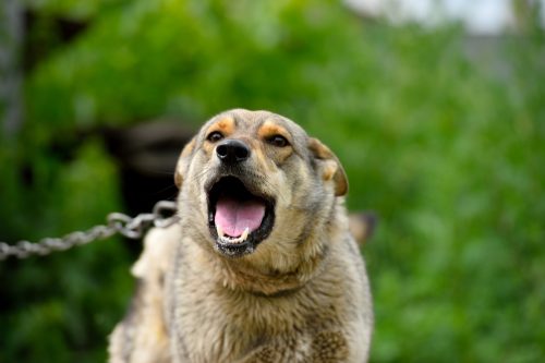 Hundehalterhaftung - -Schmerzensgeld bei Hundebissen