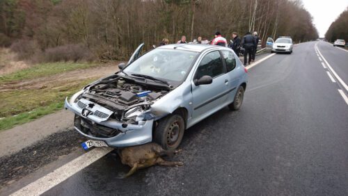 Wildschaden - Kraftfahrzeugkaskoversicherung - Beweislast