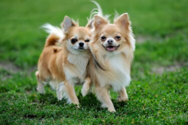 Hundekauf – Streit über Einräumung von Mitbesitz