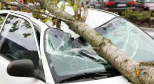 Baum durch Sturm auf Fahrzeug gefallen – Haftung Gebäudeeigentümer
