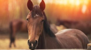 Pferdekaufvertrag – Nacherfüllungsanspruch des Käufers