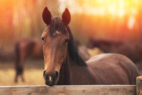 Pferdekaufvertrag - Nacherfüllungsanspruch des Käufers