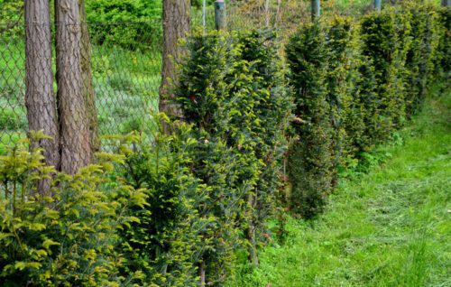 Rückschnittanspruch einer grenzständigen Hecke nach Ablauf der Ausschlussfrist