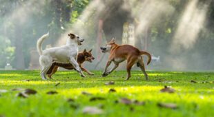 Freies Herumlaufenlassen von Hunden auf fremdem Grundstück – Unterlassungsanspruch