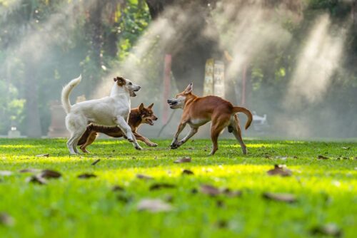 Freies Herumlaufenlassen von Hunden auf fremdem Grundstück - Unterlassungsanspruch