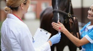 Pferdekaufvertrag – Fehlen des vertraglich vereinbarten Gesundheitszustands