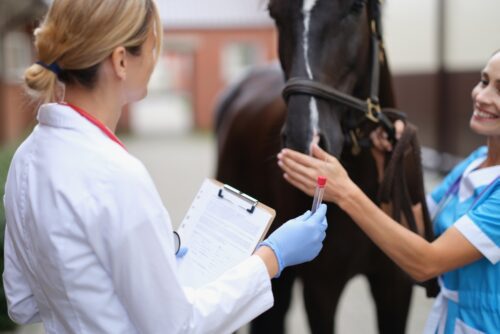Pferdekaufvertrag - Fehlen des vertraglich vereinbarten Gesundheitszustands