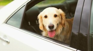 Taxifahrer wird während der Fahrt von Hund gebissen – Schmerzensgeld