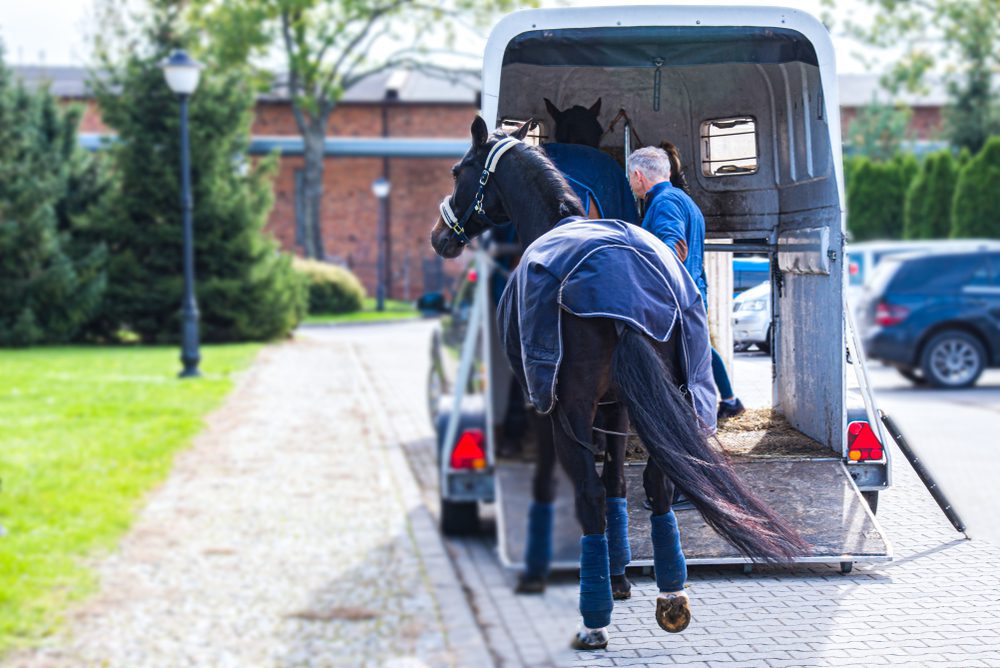 Fahrzeugbeschädigung durch transportiertes Pferd