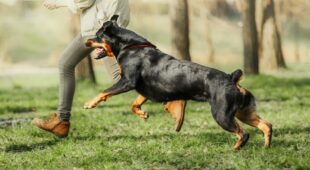Tierhalterhaftung – Sturz durch einen freilaufenden Hund aufgrund Getümmels
